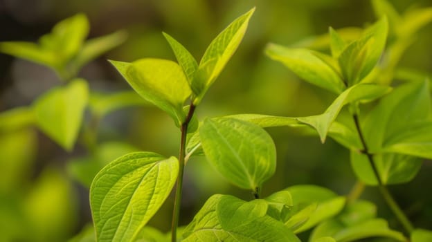 The close up showcases the vibrant green leaves of a healthy plant. Each leaf is intricately designed with veins, creating a beautiful pattern. The plant is thriving in its natural environment, with dewdrops glistening on the surface.
