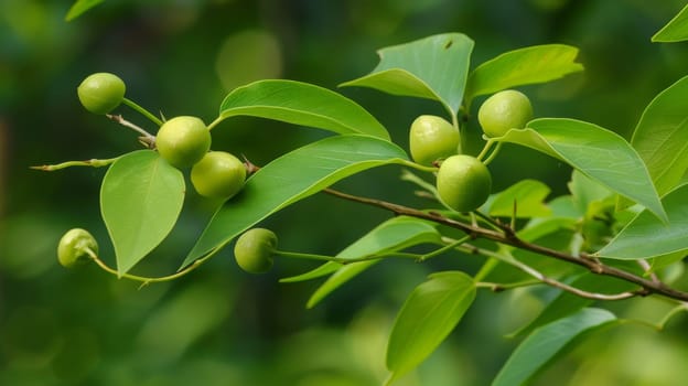 A close-up of a branch from a tree covered in vibrant green leaves. The leaves are lush and healthy, showcasing the beauty of nature in its simplest form.