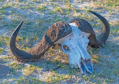 Cape Buffalo Skull in the Veldt in the Okavango Delta in Botswana