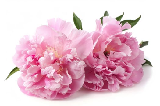 Two vibrant pink peonies are displayed against a clean white background. The flowers delicate petals and rich color contrast beautifully with the stark backdrop.
