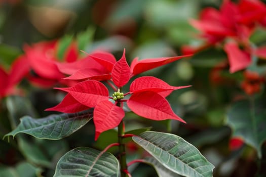 A detailed view of a vibrant red flower with deep green leaves surrounding it. The flowers petals are in sharp focus, showing intricate details and textures. The green leaves provide a visually striking contrast against the red bloom.