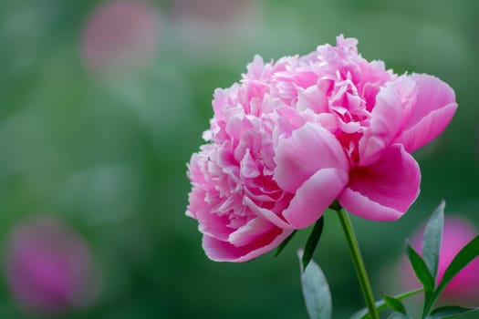 A pink flower stands out prominently against a blurred backdrop, showcasing its delicate petals and vibrant color. The background is softly out of focus, emphasizing the beauty of the flower in the foreground.