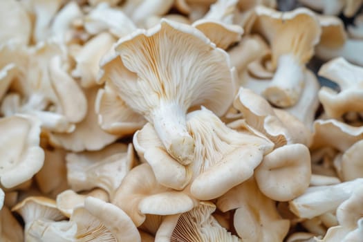 The close-up shot reveals a grouping of mushrooms clustered together, showcasing their unique shapes, sizes, and textures. Each mushroom stands out, with intricate gills and caps visible in detail.