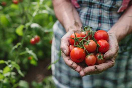 A person standing against a plain background, holding a bunch of ripe red tomatoes in their hands. The persons hands are slightly dirty, indicating they have been harvesting the tomatoes. The tomatoes look fresh and vibrant, with green stems and shiny skin.