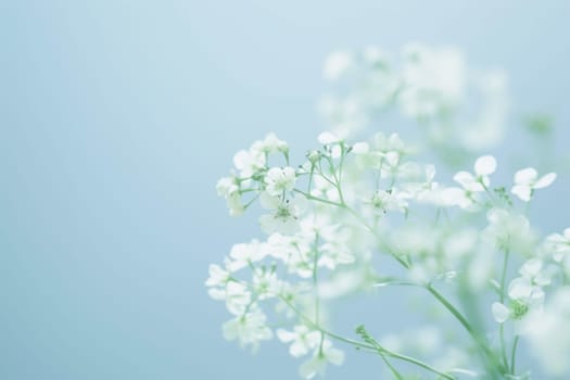 A cluster of white flowers stands out against a solid blue background. The delicate petals create a striking contrast, drawing the eye and conveying a sense of simplicity and purity.