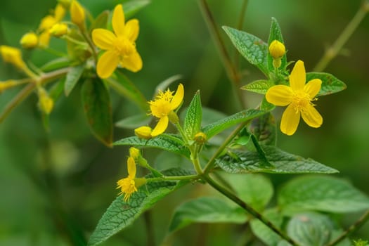 A detailed close-up of a plant featuring vibrant yellow flowers. The intricate details of the petals and leaves are visible, showcasing the plants beauty up close.