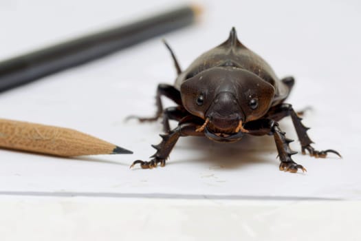 A bug is seen in close proximity to a pencil, with intricate details visible on its body. The bug appears to be crawling slowly near the writing instrument, creating a juxtaposition of nature and man-made object.