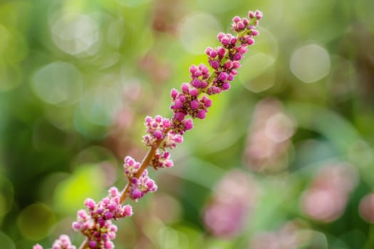 In this close-up shot, a vibrant pink flower is the main focus, with a blurred background creating a soft backdrop. The delicate petals and intricate details of the flower are highlighted, standing out against the blurry surroundings.