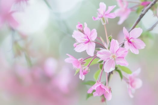 Vibrant pink flowers are in full bloom on a tree branch. The delicate petals stand out against the green leaves, creating a beautiful contrast. The flowers are a sign of springtime, bringing new life to the tree.