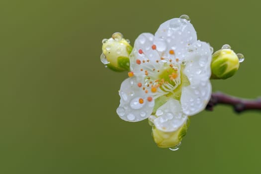 A white flower covered in glistening water droplets, reflecting light and creating a striking visual contrast. The delicate petals of the flower are emphasized by the presence of the water droplets, adding a fresh and vibrant look to the scene.
