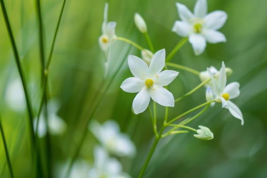 A bunch of white flowers clustered together in lush green grass. The delicate petals stand out against the vibrant greenery, adding a touch of elegance to the natural setting.