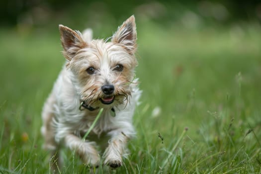 A small white dog with fluffy fur is seen energetically running through the green grass in a spacious field. The dogs tail is wagging in excitement as it enjoys the freedom of the open space.