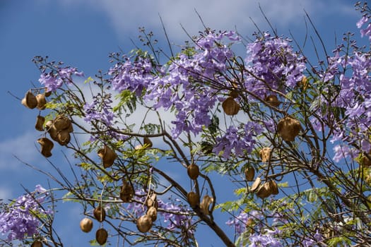 Palisanderholzbaum (Jacaranda mimosifolia) - blühender Baum, Kanarische Inseln, Teneriffa, Spanien, Santa Cruz