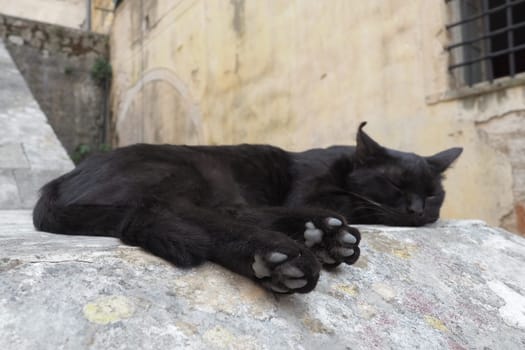 Cute cat relaxing on a sidewalk in the Old Town of Kotor, Montenegro. The cat Felis catus, domestic house cat is domesticated species in the family Felidae. Black cat sleeps on a stone parapet.