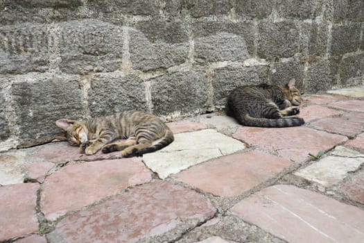 Cute cat relaxing on a sidewalk in Old Town of Kotor, Montenegro. Cat Felis catus, domestic house cat is domesticated species in family Felidae. Two white-brown tabby cat sleep on a stone pavement.