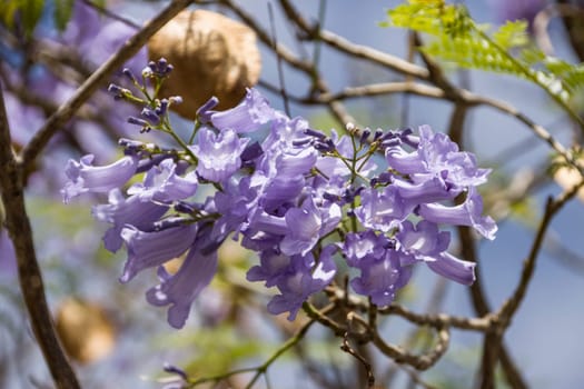 Palisanderholzbaum (Jacaranda mimosifolia) - blühender Baum, Kanarische Inseln, Teneriffa, Spanien, Santa Cruz