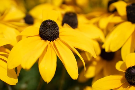 Rudbeckia fulgida, the orange coneflower or perennial coneflower. Selective focus, close-up.