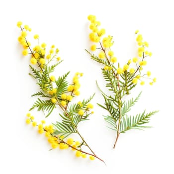 Close-up of branches of yellow mimosa flowers on white background
