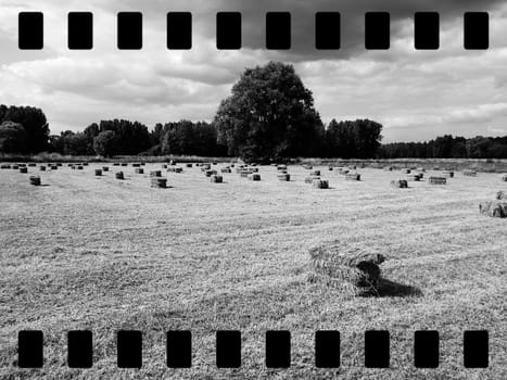 Black and white shot of hay packs in agricultural field. 35mm film strip.