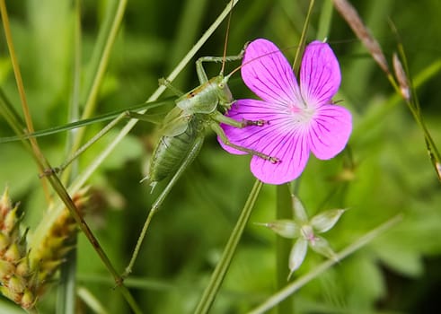 Young green grasshopper on grass.
