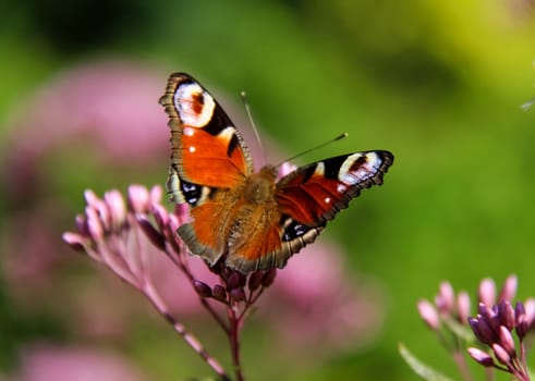 Butterfly on a flower. The insects in the terrarium.