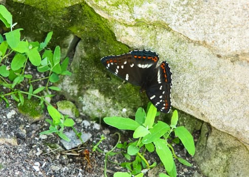 Butterfly on a flower. The insects in the terrarium.