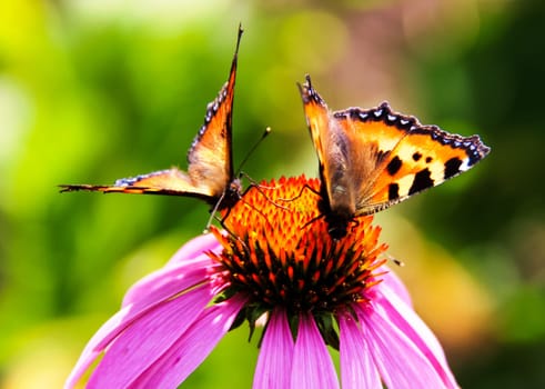 Butterfly on a flower. The insects in the terrarium.