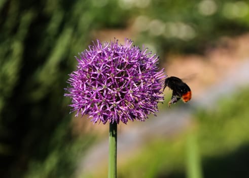 Bumblebee on a flower. Plant Pollination.