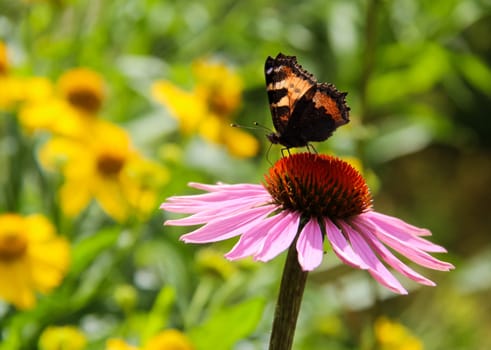Butterfly on a flower. The insects in the terrarium.