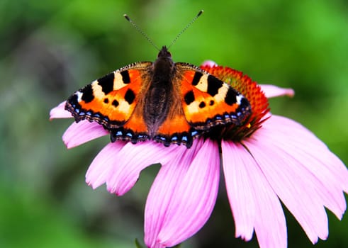 Butterfly on a flower. The insects in the terrarium.