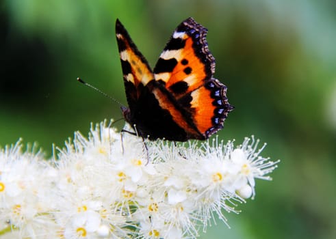 Butterfly on a flower. The insects in the terrarium.