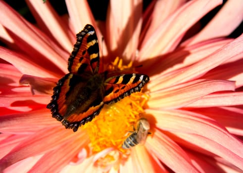 Butterfly on a flower. The insects in the terrarium.