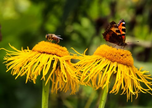 Butterfly on a flower. The insects in the terrarium.