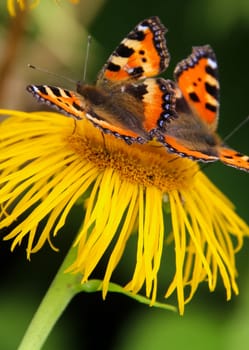 Butterfly on a flower. The insects in the terrarium.