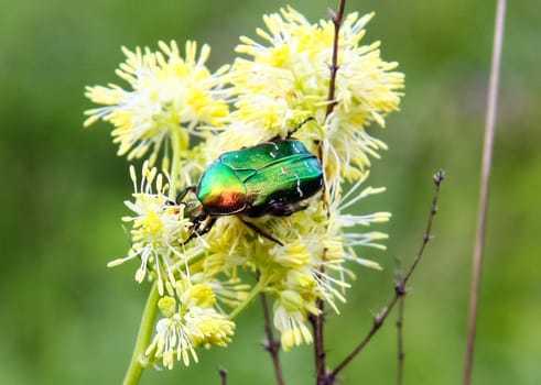 Chafer beetle dark green Chafer beetle dark green