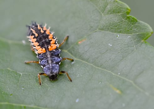 The larva ladybug on a leaf.