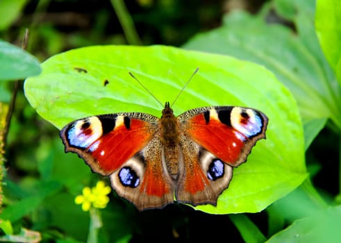 Butterfly on a flower. The insects in the terrarium.