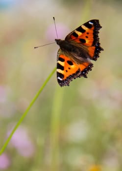 Butterfly on a flower. The insects in the terrarium.