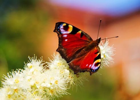 Butterfly on a flower. The insects in the terrarium.