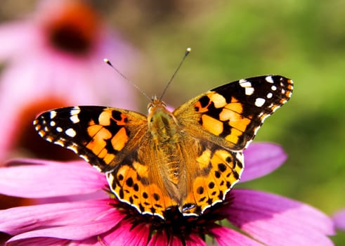 Butterfly on a flower. The insects in the terrarium.