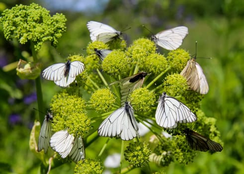 Butterfly on a flower. The insects in the terrarium.