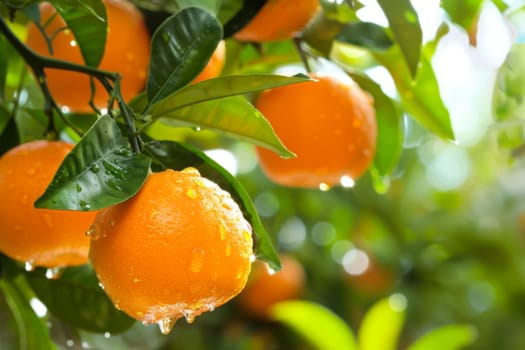 A tree bursting with ripe oranges, showcasing vibrant colors against a background of lush green leaves. The oranges hang in clusters, ready to be harvested, adding a burst of freshness to the scene.