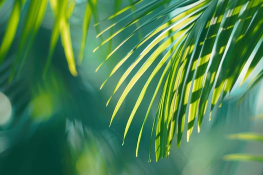 Detailed view of the green palm tree leaves, showing the texture, patterns, and veins. The sunlight shining through highlights the vibrant green color and intricate structure.
