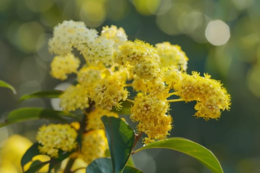 A detailed view of a bright yellow flower blooming on a tree, showcasing intricate details of the petals and vibrant color against the green foliage.