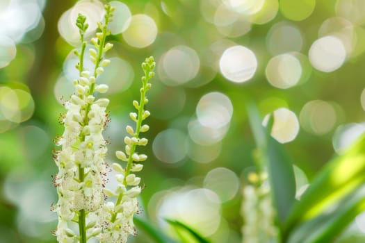 A detailed view of a plant with delicate white flowers in full bloom, showcasing the intricate petals and green leaves. The plant is positioned prominently in the center of the frame, highlighting its natural beauty.