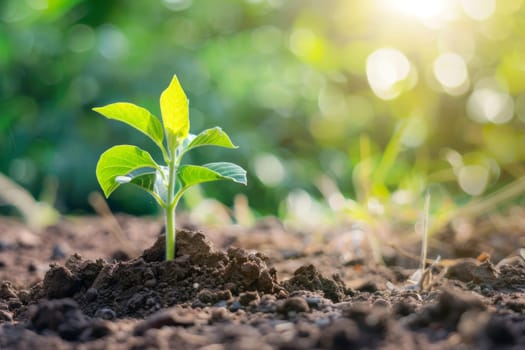 A young plant is seen pushing through the soil, breaking the surface as it begins its growth towards the sunlight. The green stem is visible, with small leaves starting to unfurl.