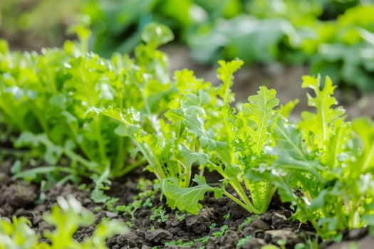 This close-up shot shows various plants sprouting and growing in the dirt. The green leaves and stems contrast beautifully against the brown soil, showcasing the natural process of plant growth in its early stages.