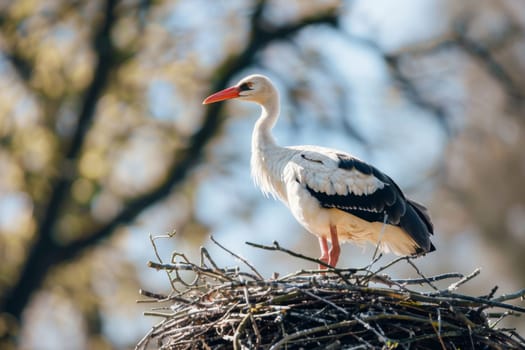 A stork is perched on the edge of a nest, its long neck extended as it surveys its surroundings. The nest is meticulously constructed with twigs and branches, providing a sturdy platform for the large bird.
