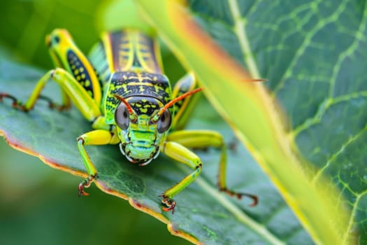 A detailed view of a bug crawling on a green leaf, showcasing intricate details of the insects body. The bug is exploring the surface of the leaf, its movements captured up close.