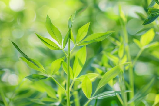 The close-up shot showcases the intricate details of a vibrant, green leafy plant. The texture of the leaves, veins, and shades of green are prominently displayed, emphasizing the plants natural beauty.